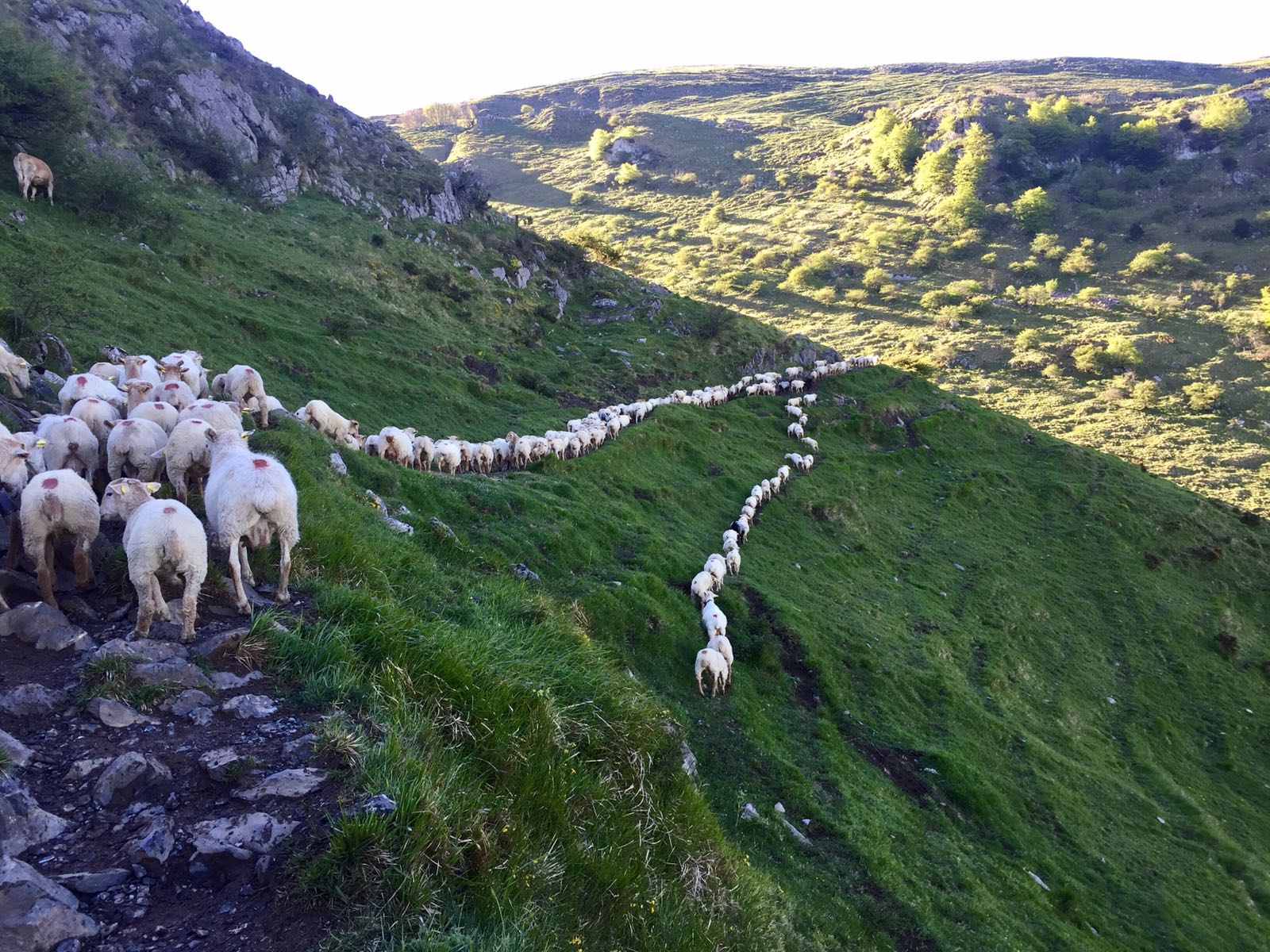 Este año, los ganaderos de Aralar no tienen ningún motivo para celebrar el 1 de Mayo
