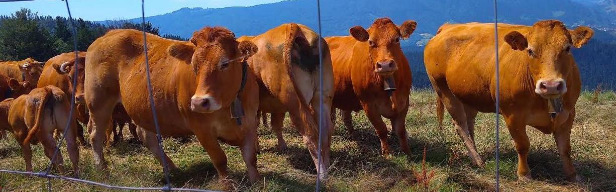 Euskadiko nekazal sektorerako, UKRAINA  dela eta, laguntza bereziak onartu berri dira. 