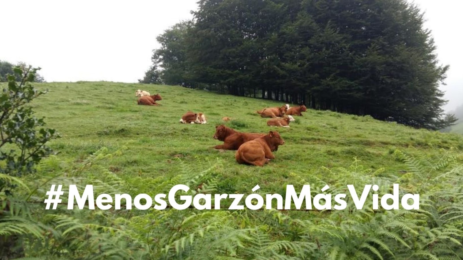 216554913 1614846565370734 4259296331163057707 n